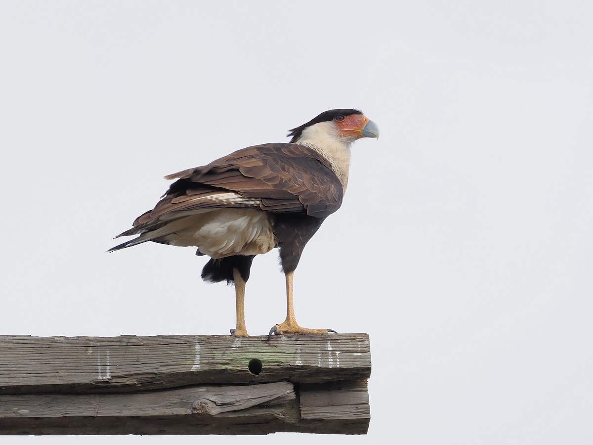 Crested Caracara - ML646062686