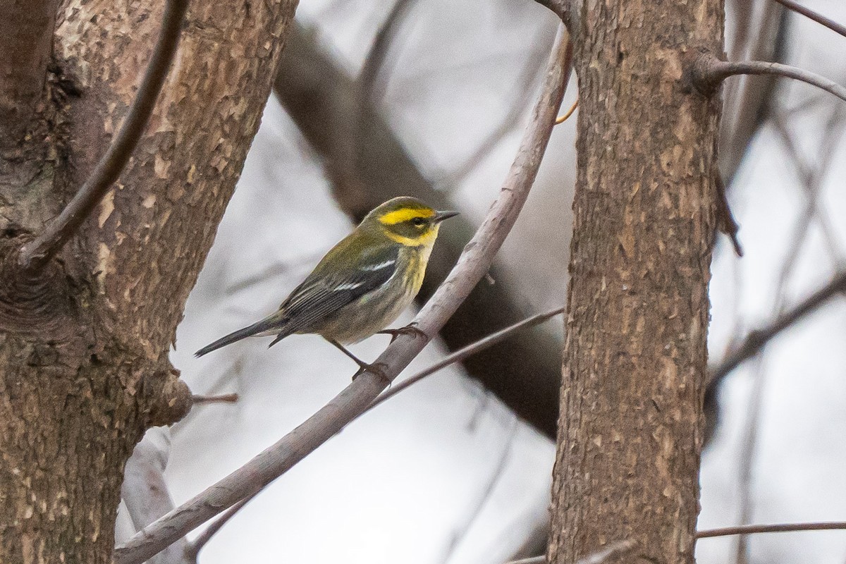 Townsend's Warbler - ML646062687