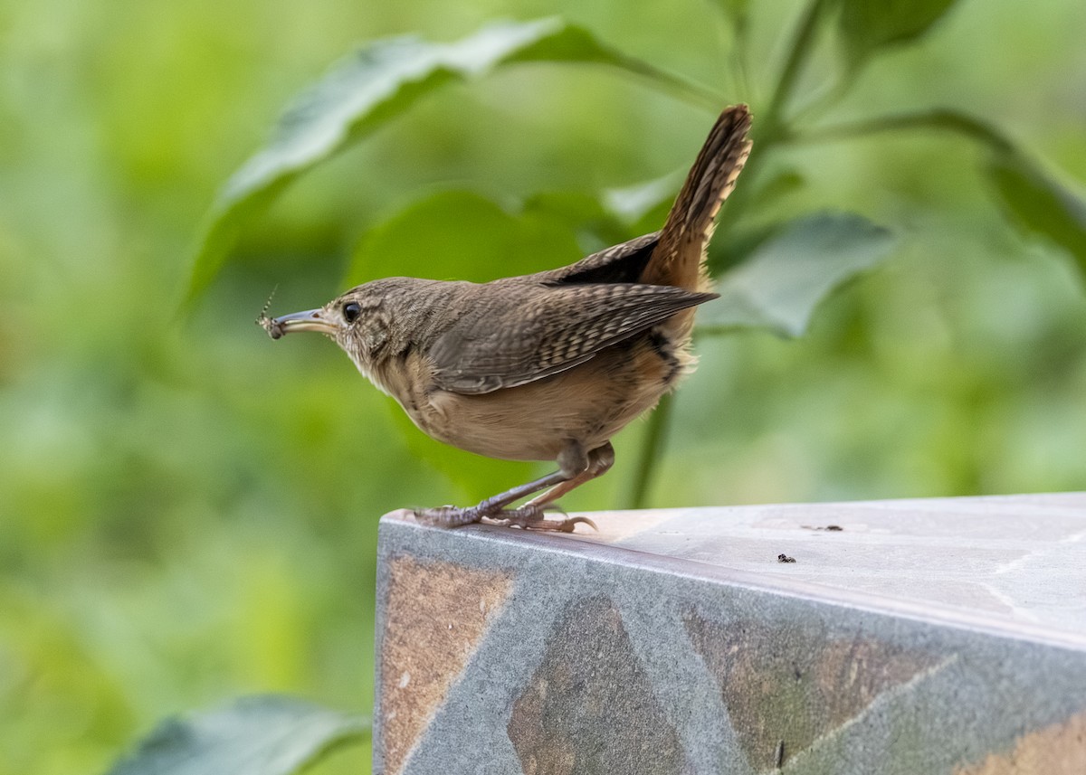Southern House Wren - ML646062692