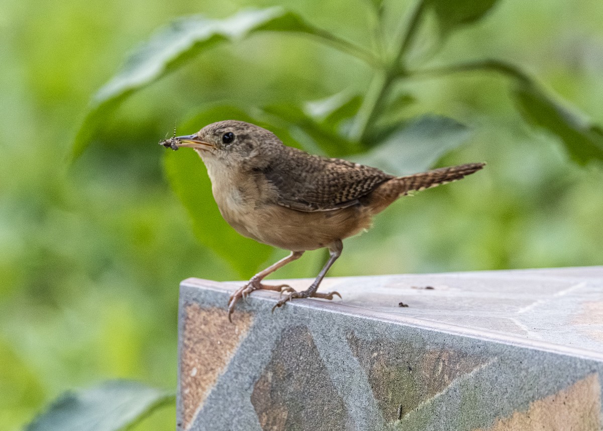 Southern House Wren - ML646062693