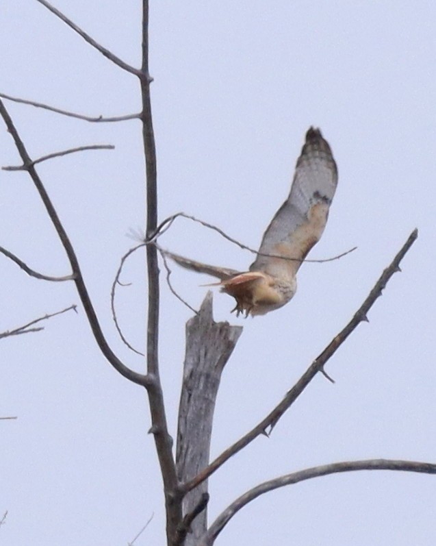 Red-tailed Hawk - ML646062697