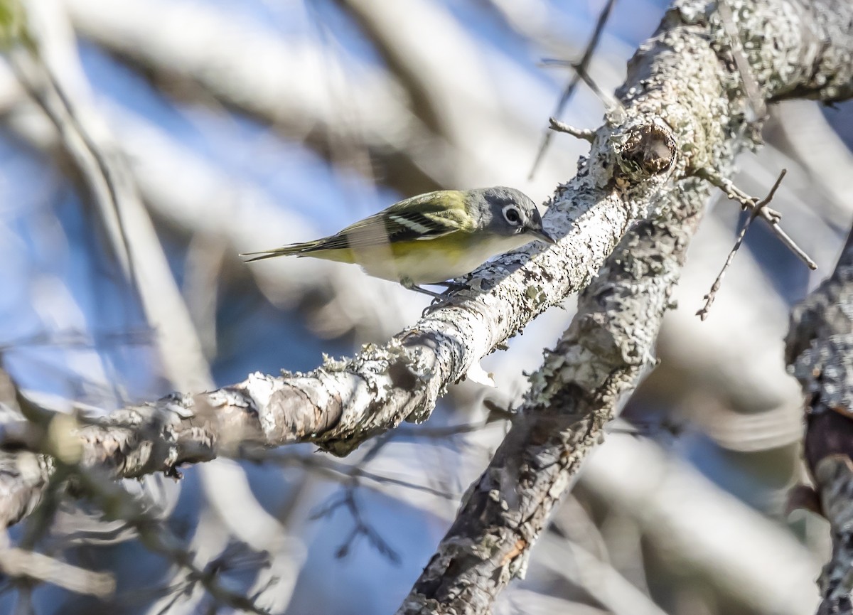 フタスジモズモドキ - ML646062700