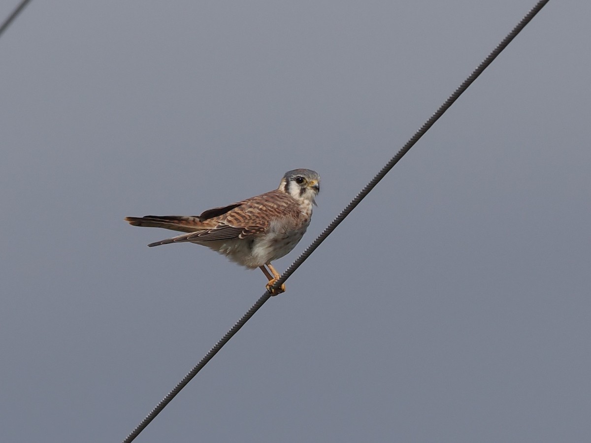 American Kestrel - ML646062704