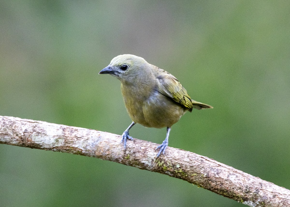 Palm Tanager - ML646062716
