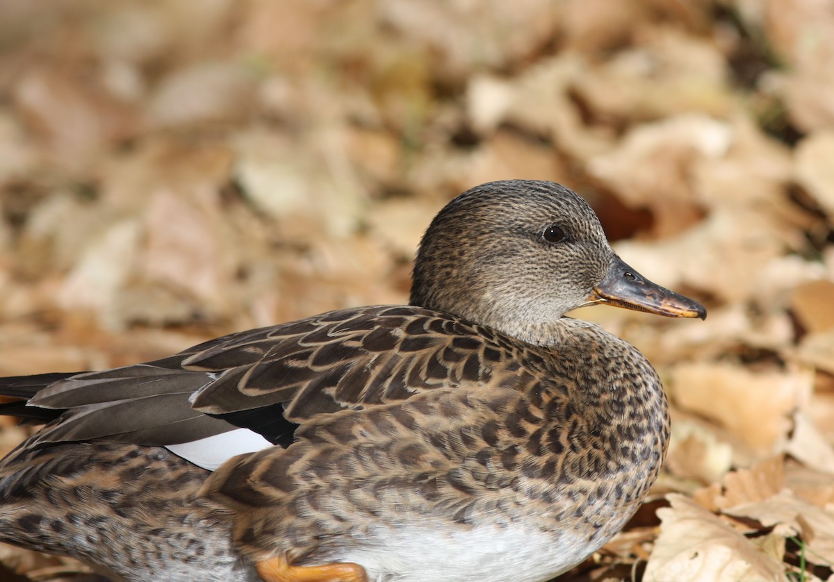 オカヨシガモ - ML646062718