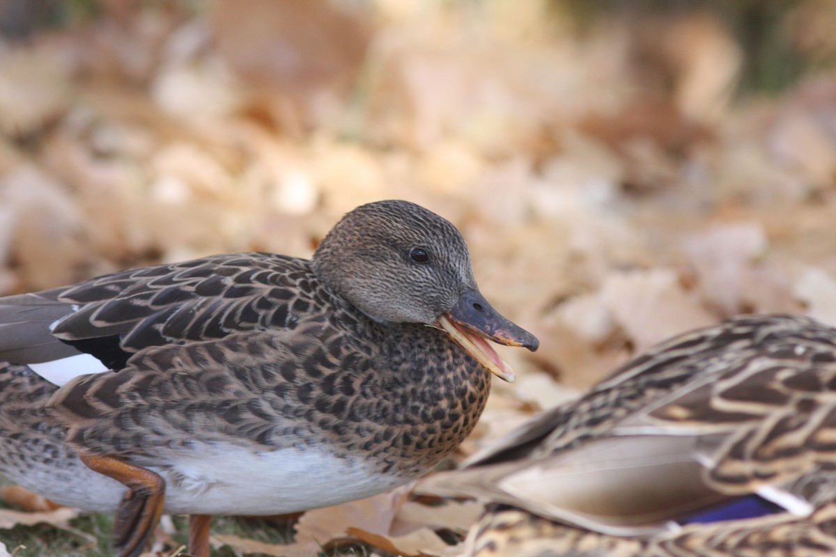 オカヨシガモ - ML646062719