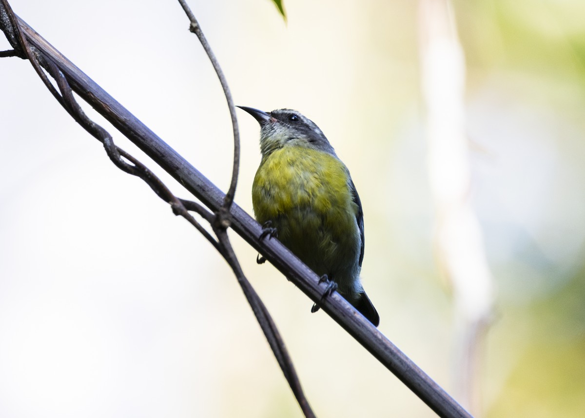 Bananaquit - ML646062721