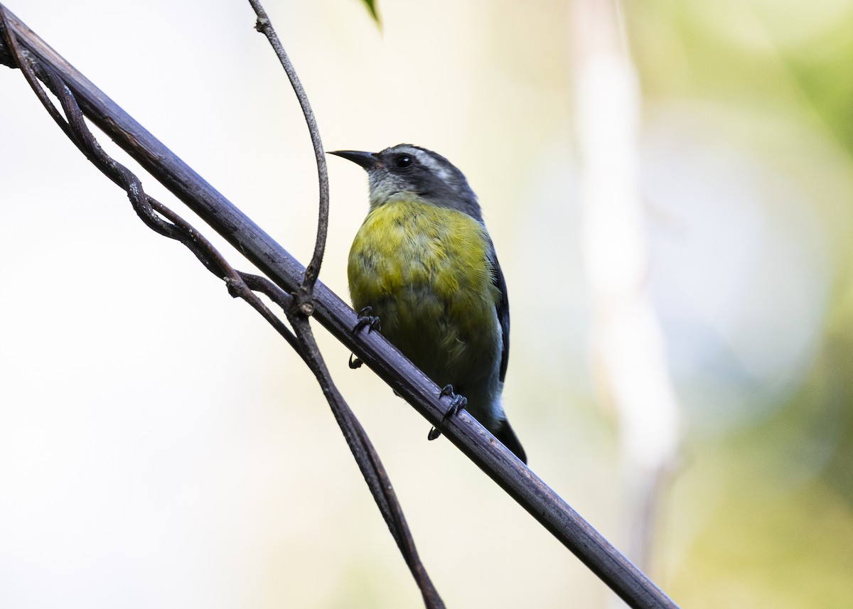 Bananaquit - ML646062722