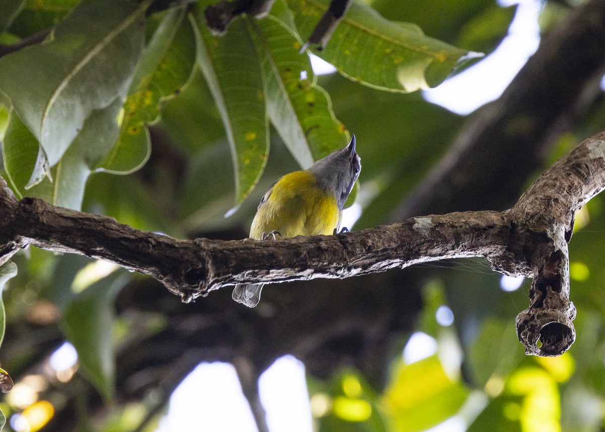 Bananaquit - ML646062723