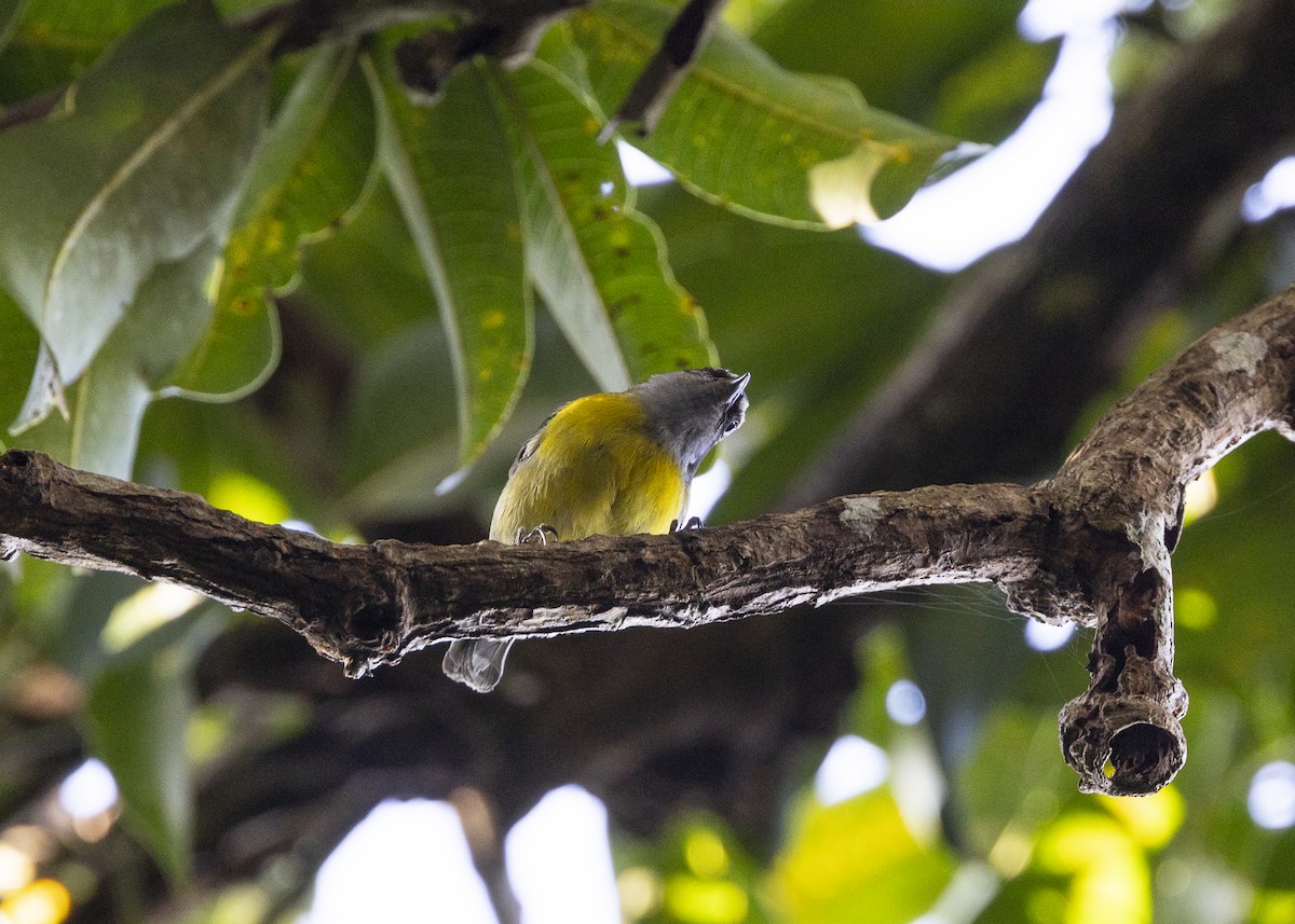 Bananaquit - ML646062724