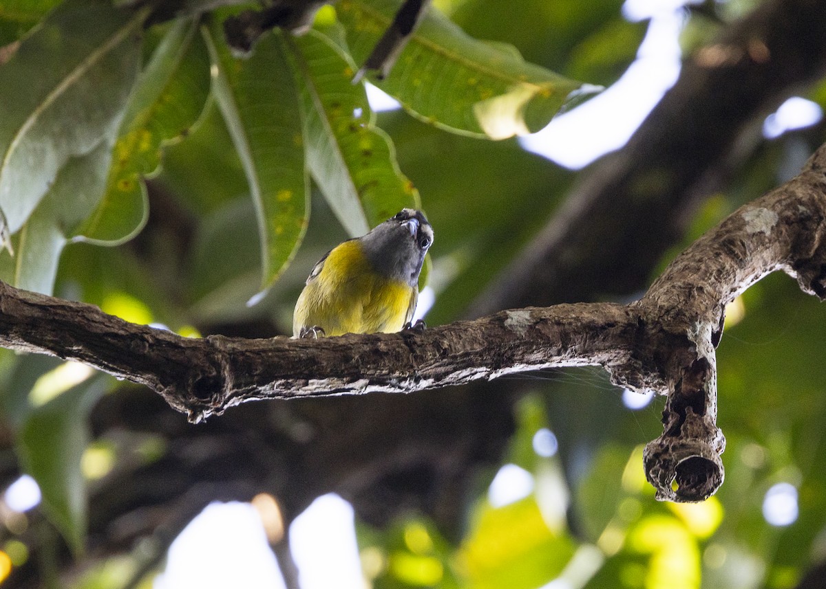 Bananaquit - ML646062725