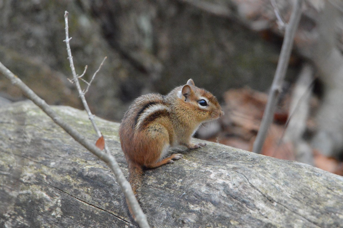 Eastern Chipmunk - ML646062727