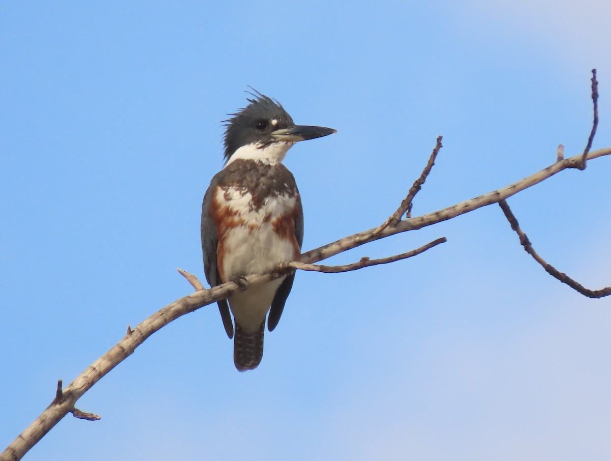 Martin handi iparramerikarra - ML646062729