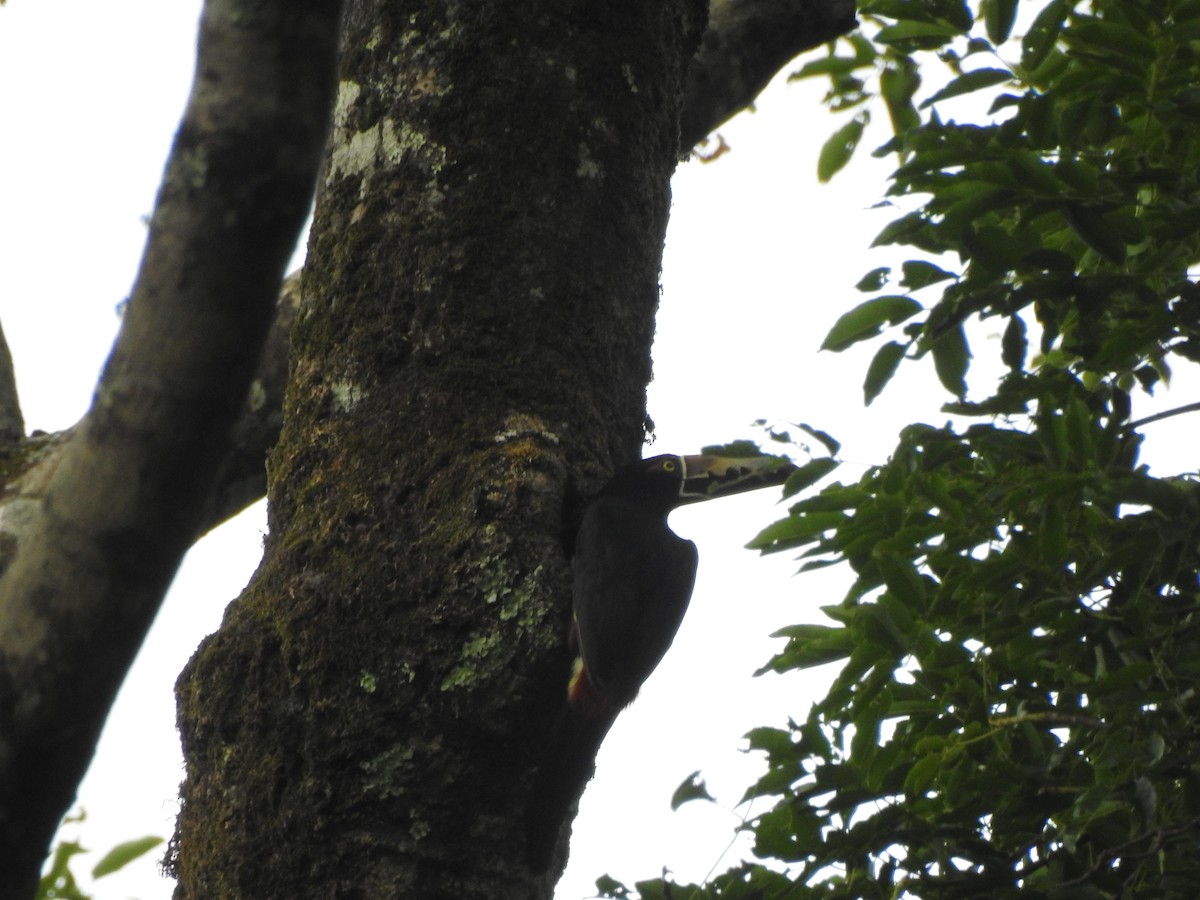 Halsbandarassari - ML646062730