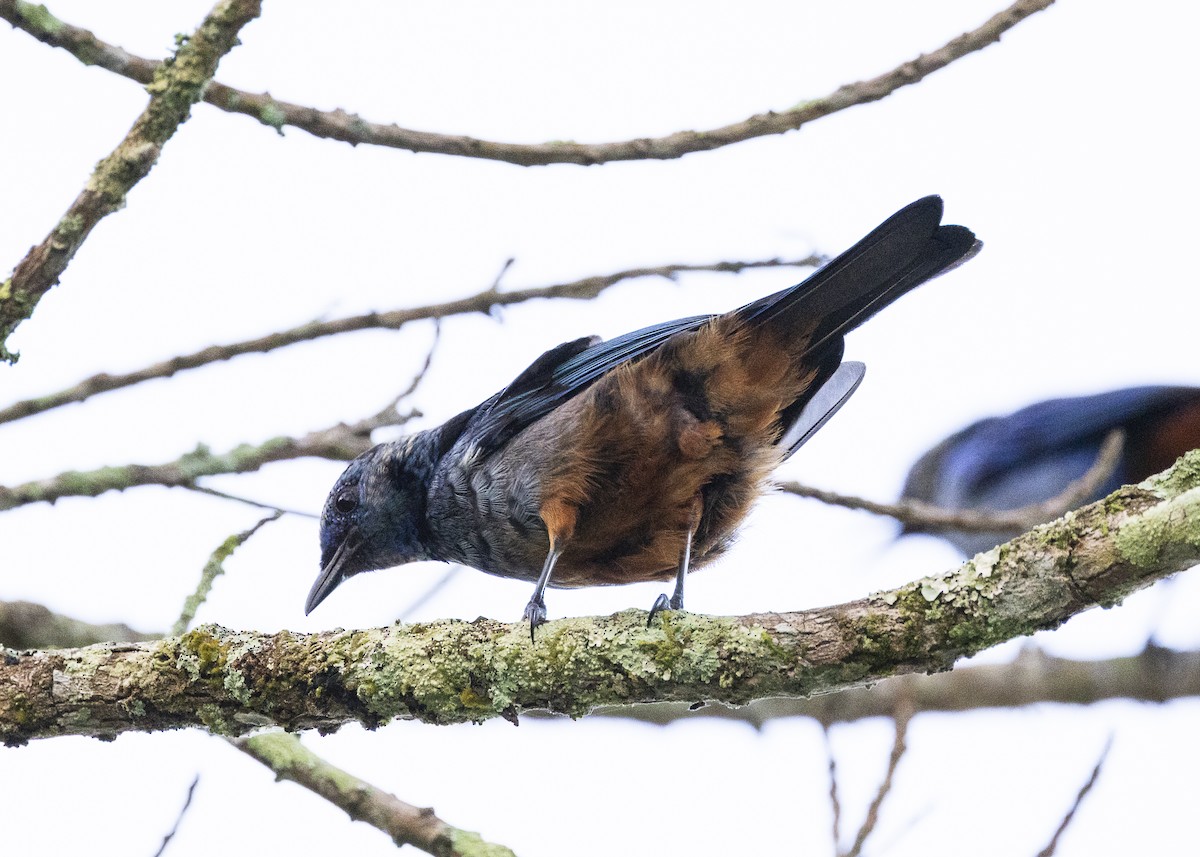 Opal-rumped Tanager (Silver-breasted) - ML646062741