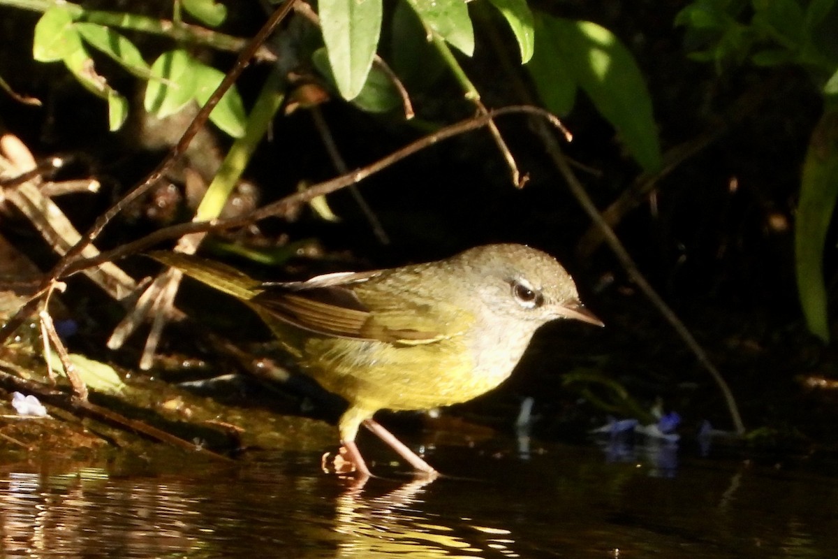 MacGillivray's Warbler - ML646062750