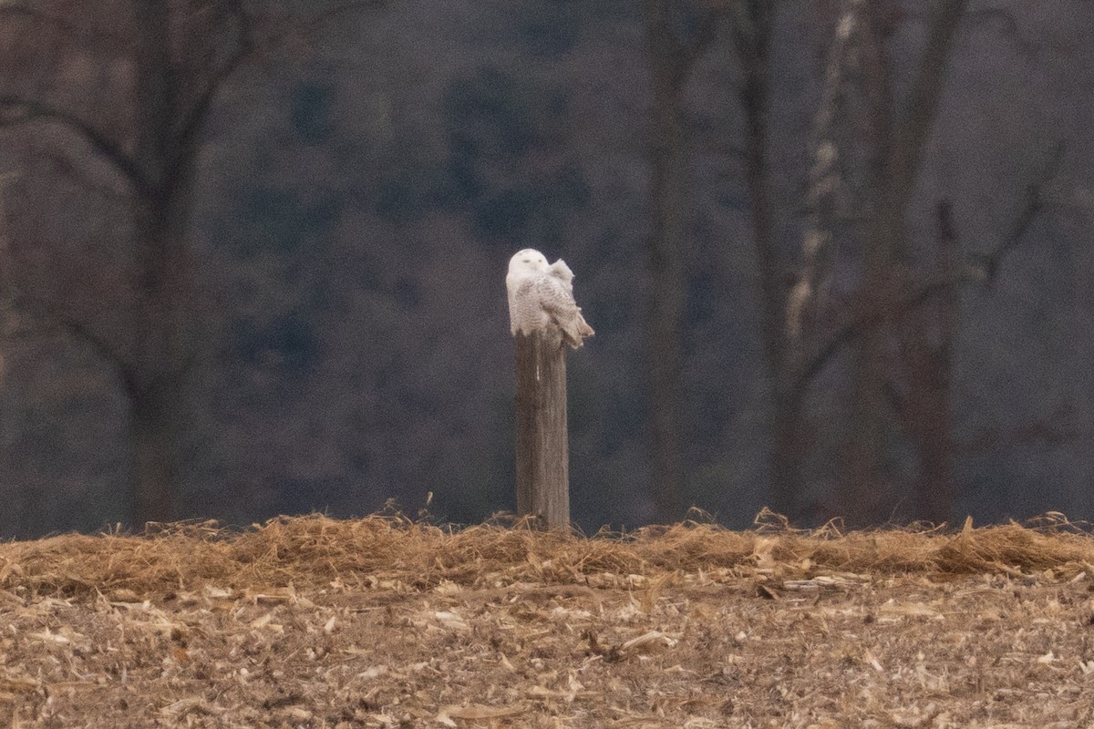 Snowy Owl - ML646062753