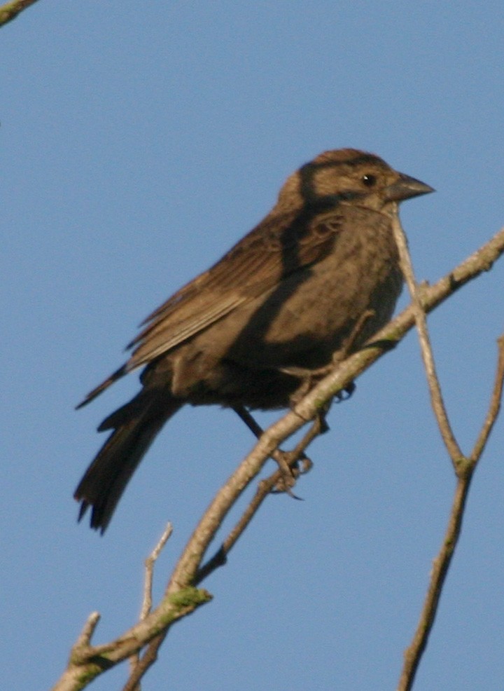 Brown-headed Cowbird - ML646062758