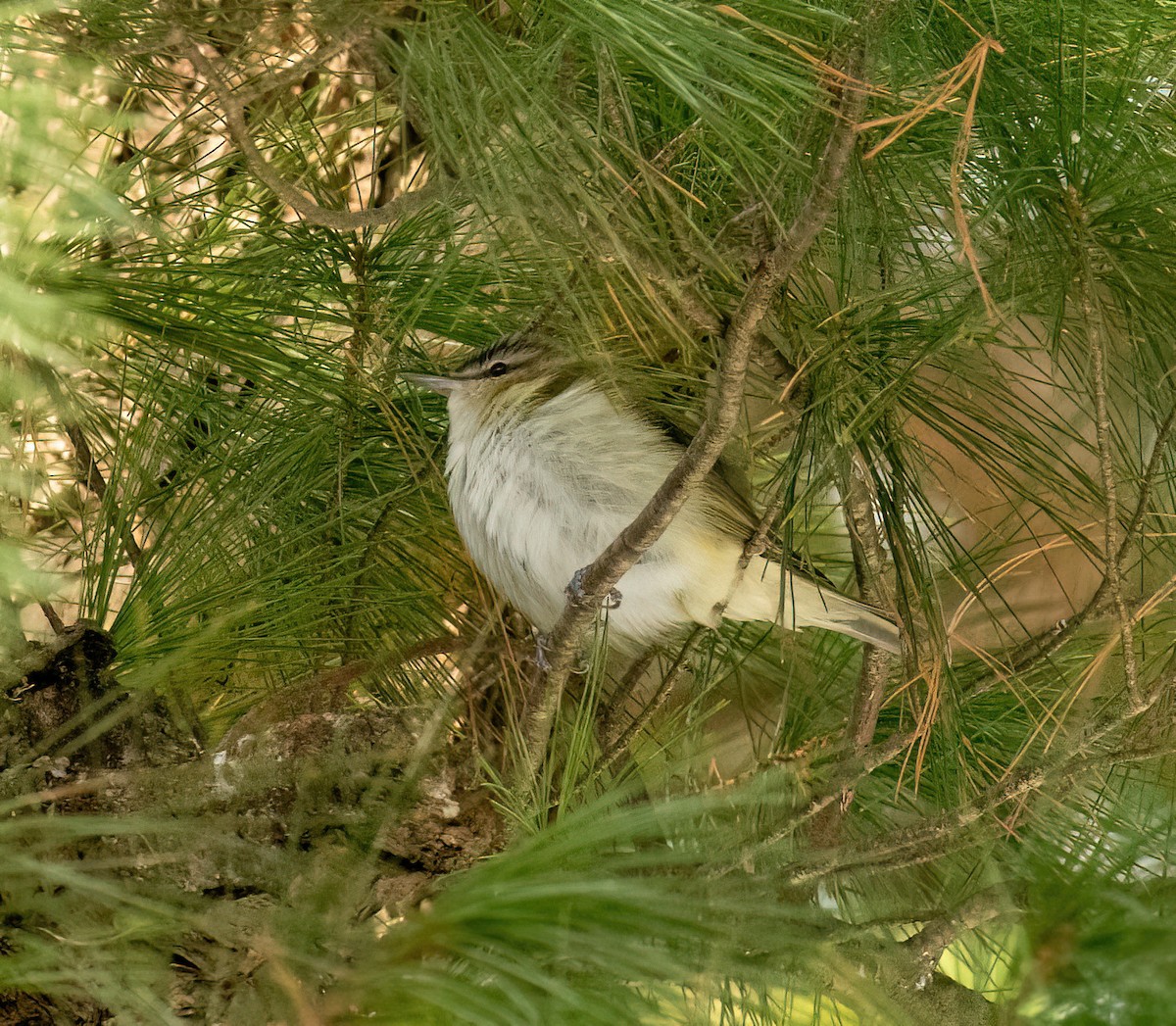 Красноглазый виреон - ML646062774