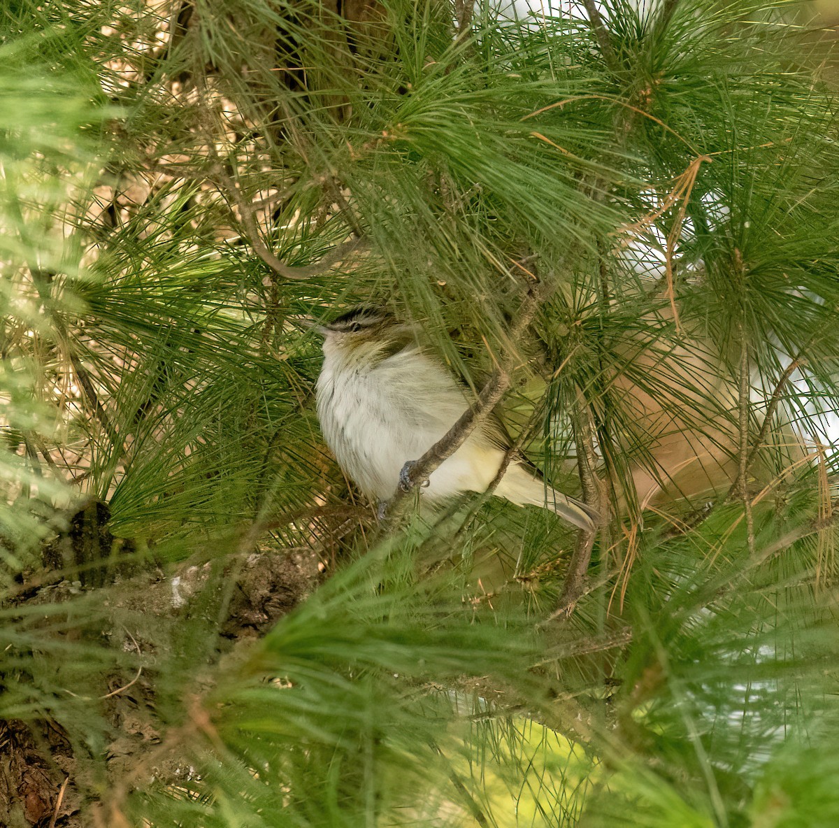 Красноглазый виреон - ML646062777