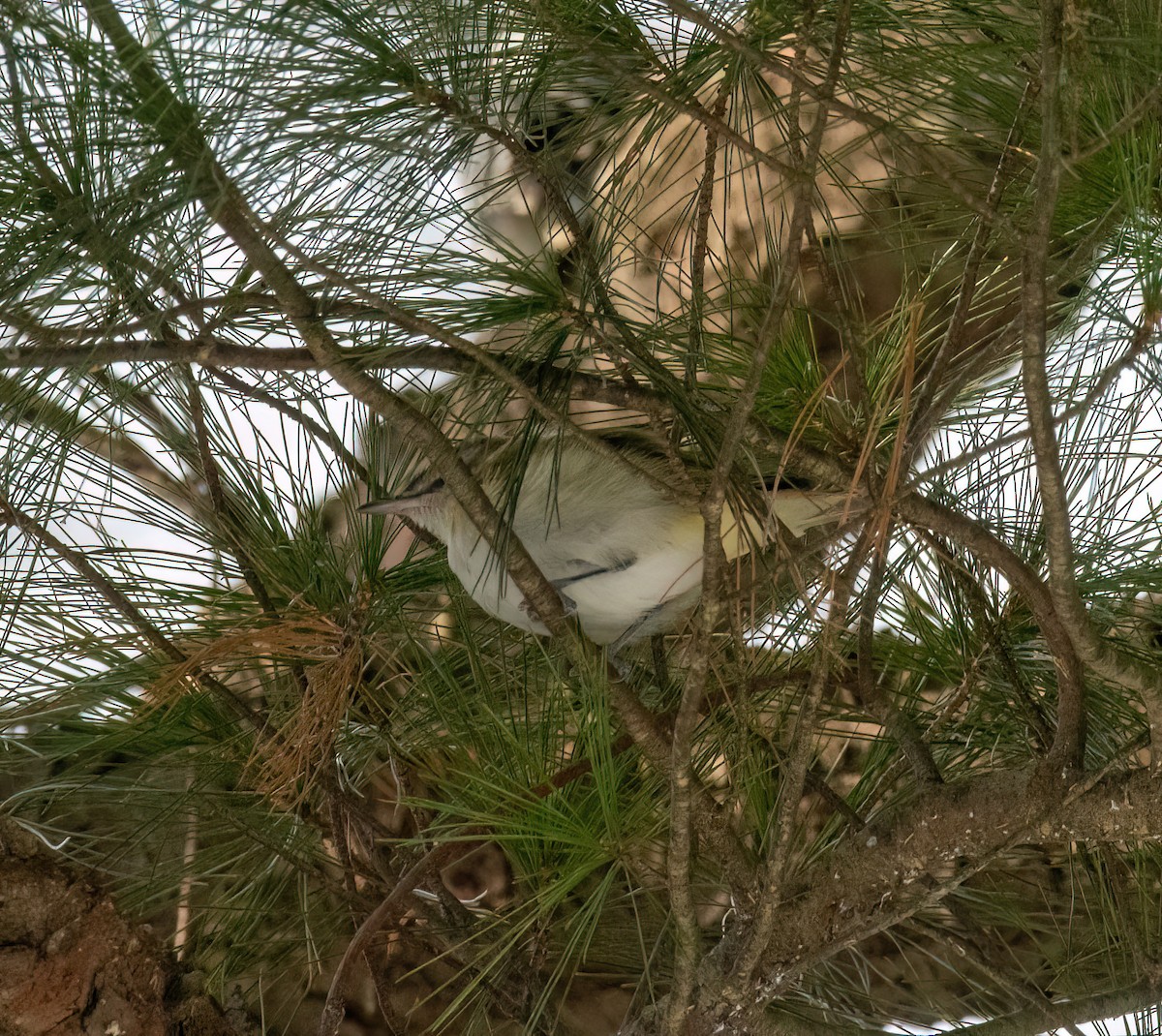 Красноглазый виреон - ML646062778