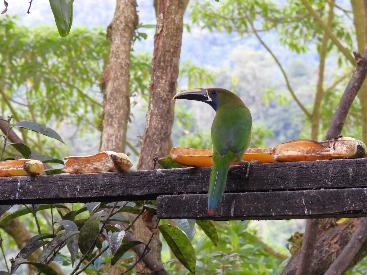 Northern Emerald-Toucanet - ML646062781