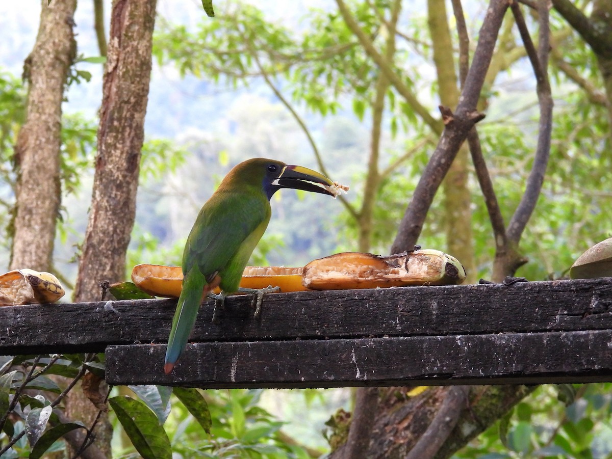 Northern Emerald-Toucanet - ML646062786