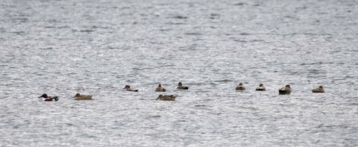 オカヨシガモ - ML646062790