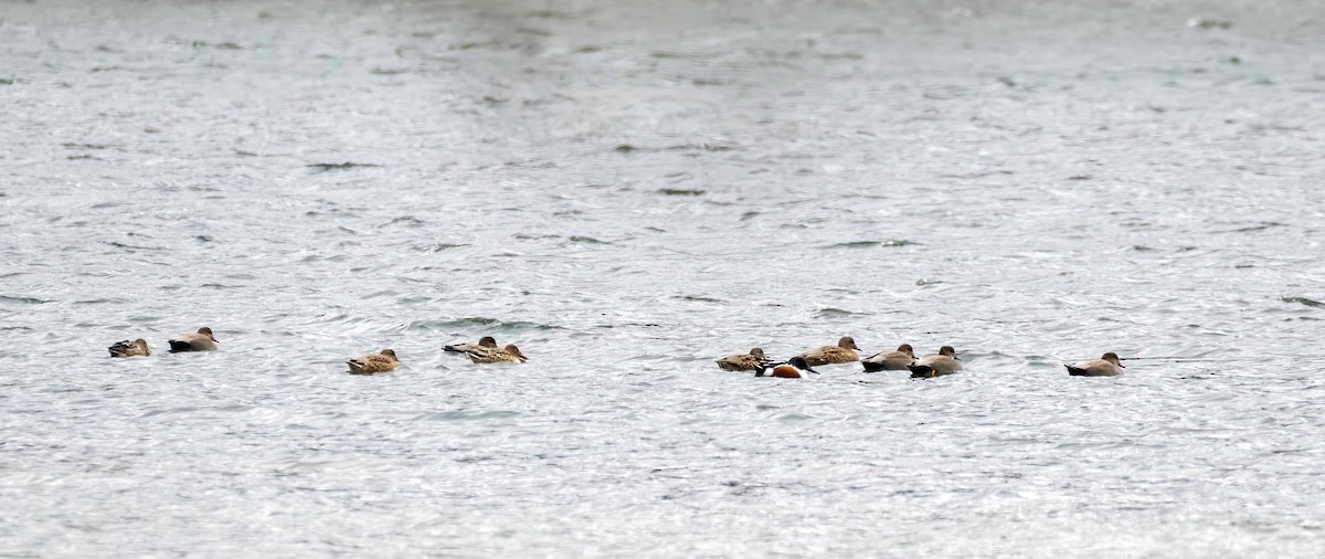 オカヨシガモ - ML646062791