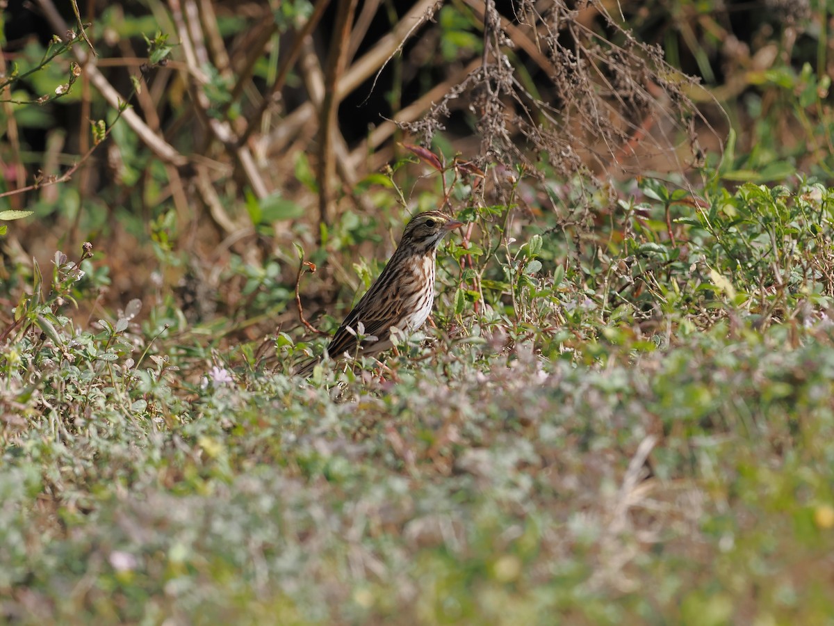 Savannah Sparrow - ML646062795