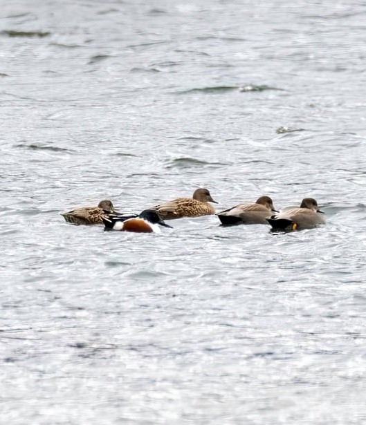 Northern Shoveler - ML646062799