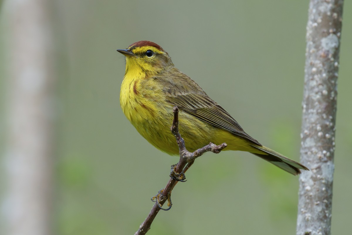 Palm Warbler - ML646062802