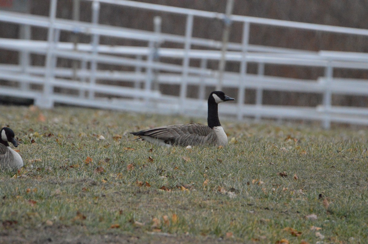 Canada Goose - ML646062803