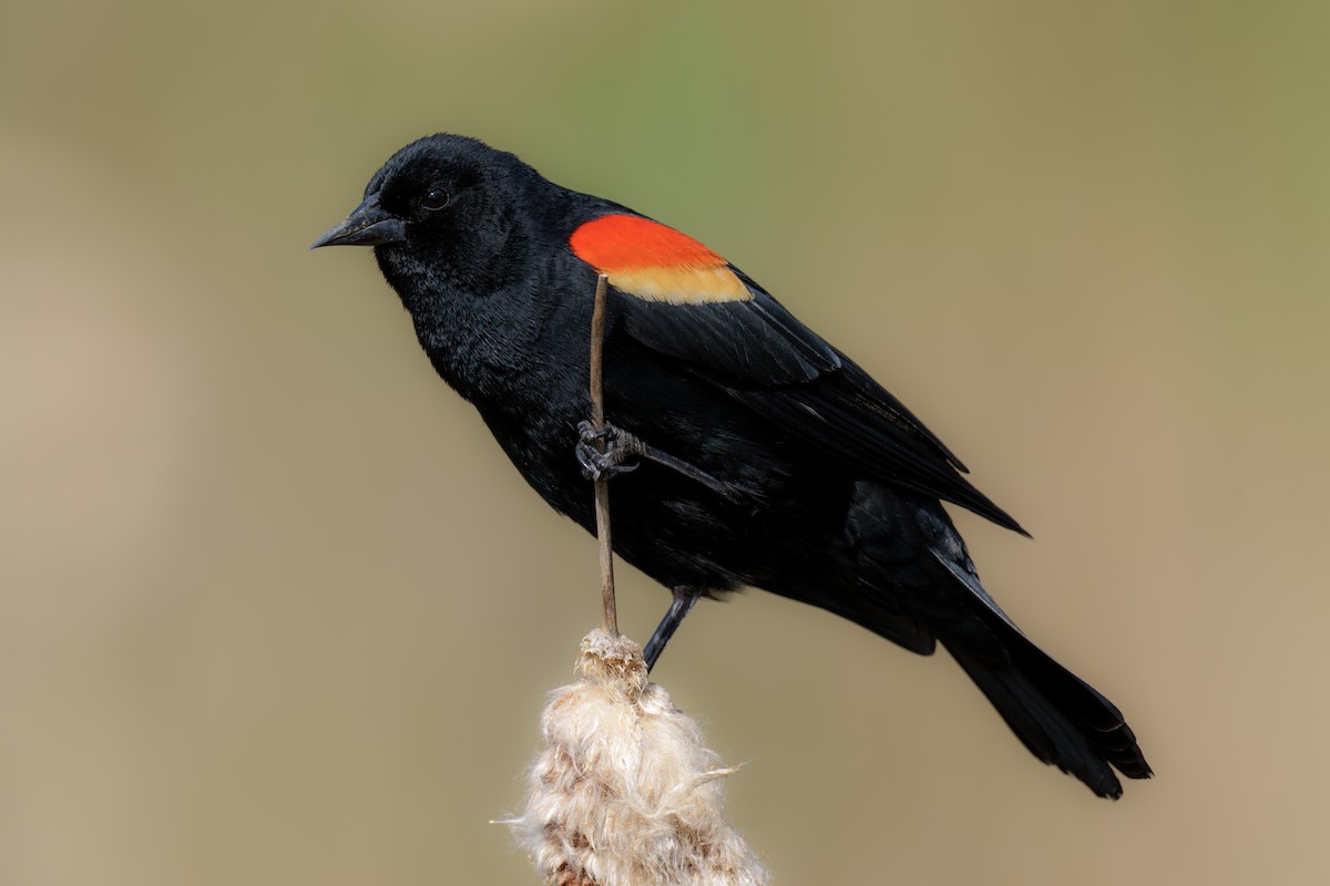 Red-winged Blackbird - ML646062809