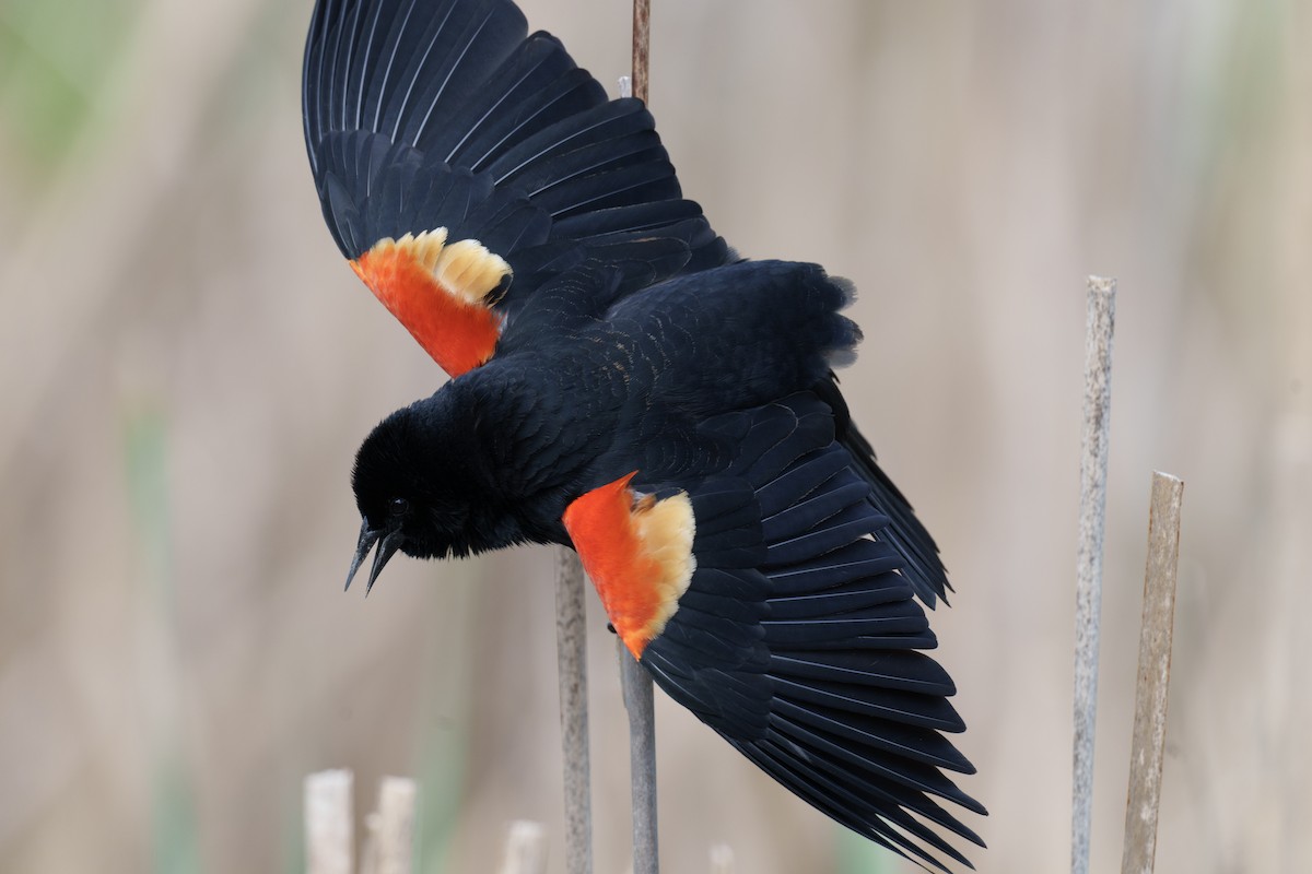 Red-winged Blackbird - ML646062811