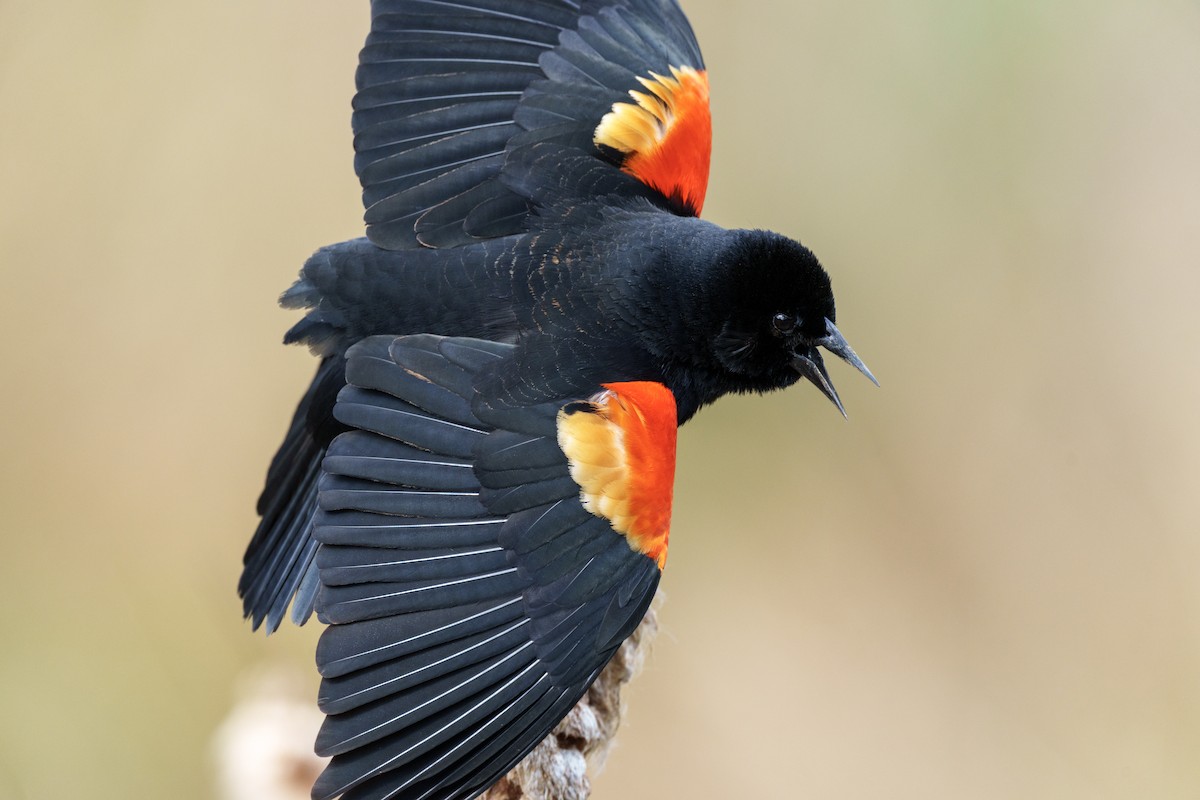 Red-winged Blackbird - ML646062812