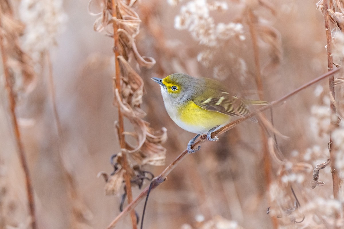 White-eyed Vireo - ML646062813