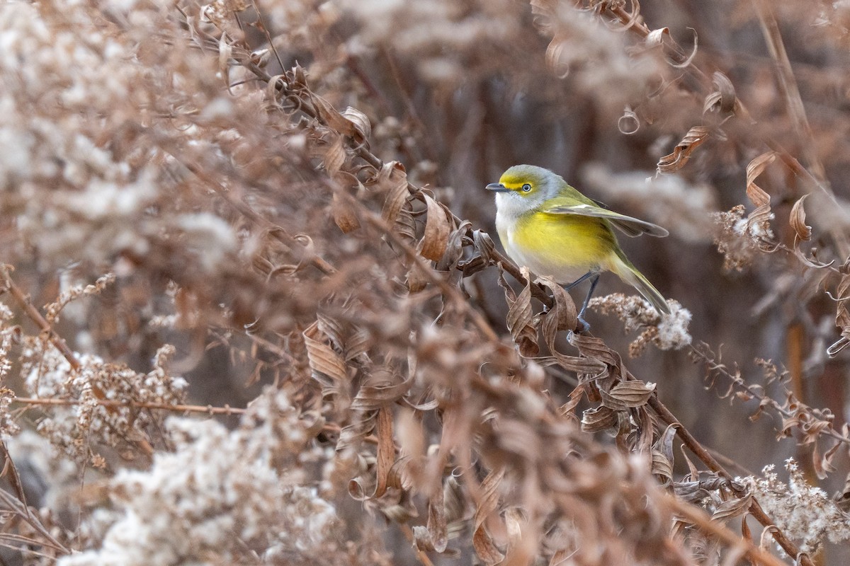 White-eyed Vireo - ML646062814
