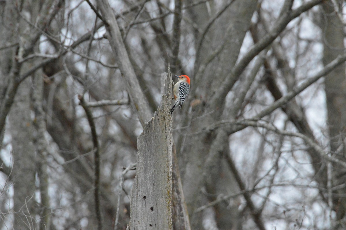 Red-bellied Woodpecker - ML646062818