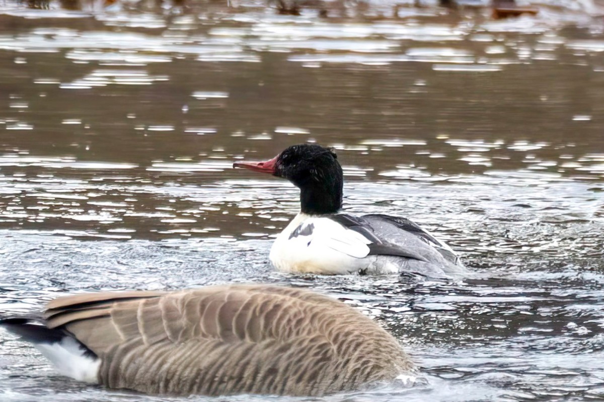 Common Merganser - ML646062821