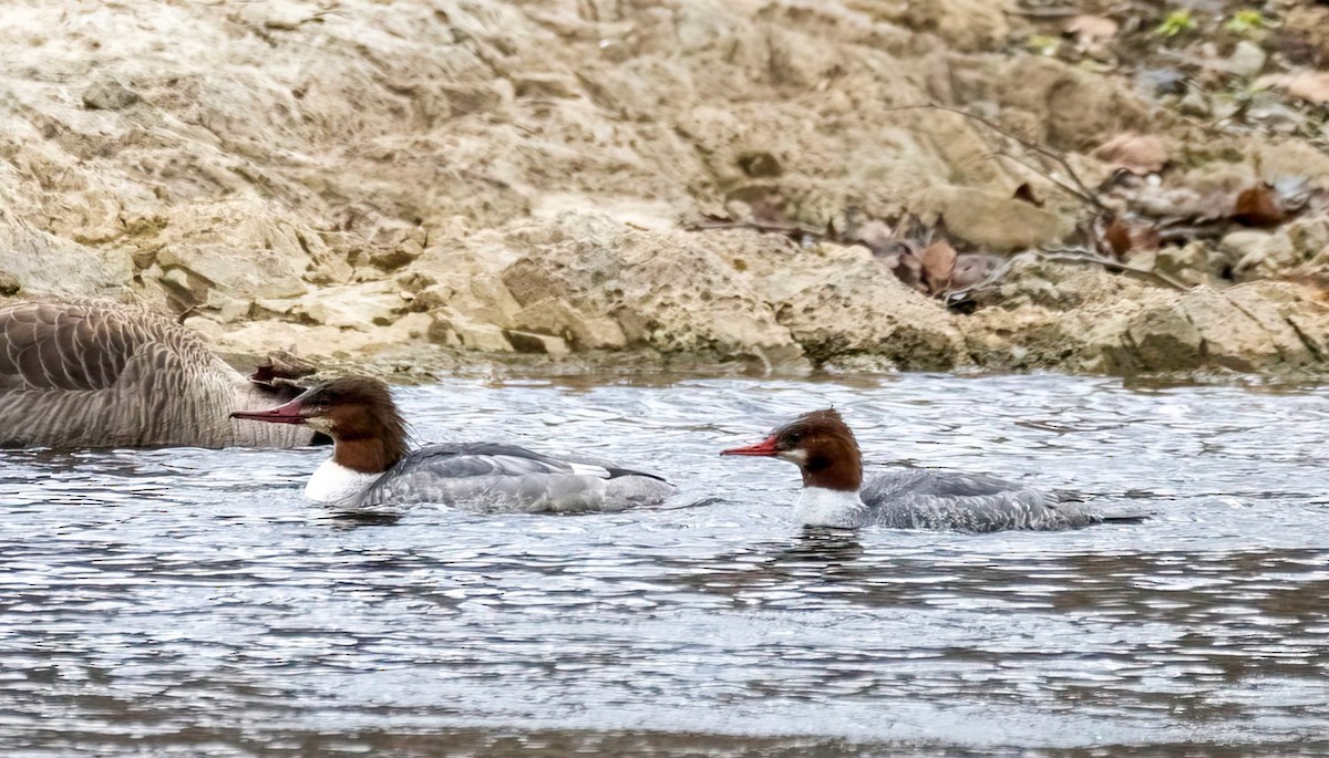 Common Merganser - ML646062822