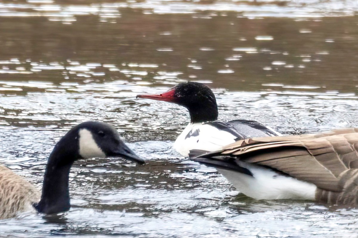 Common Merganser - ML646062823