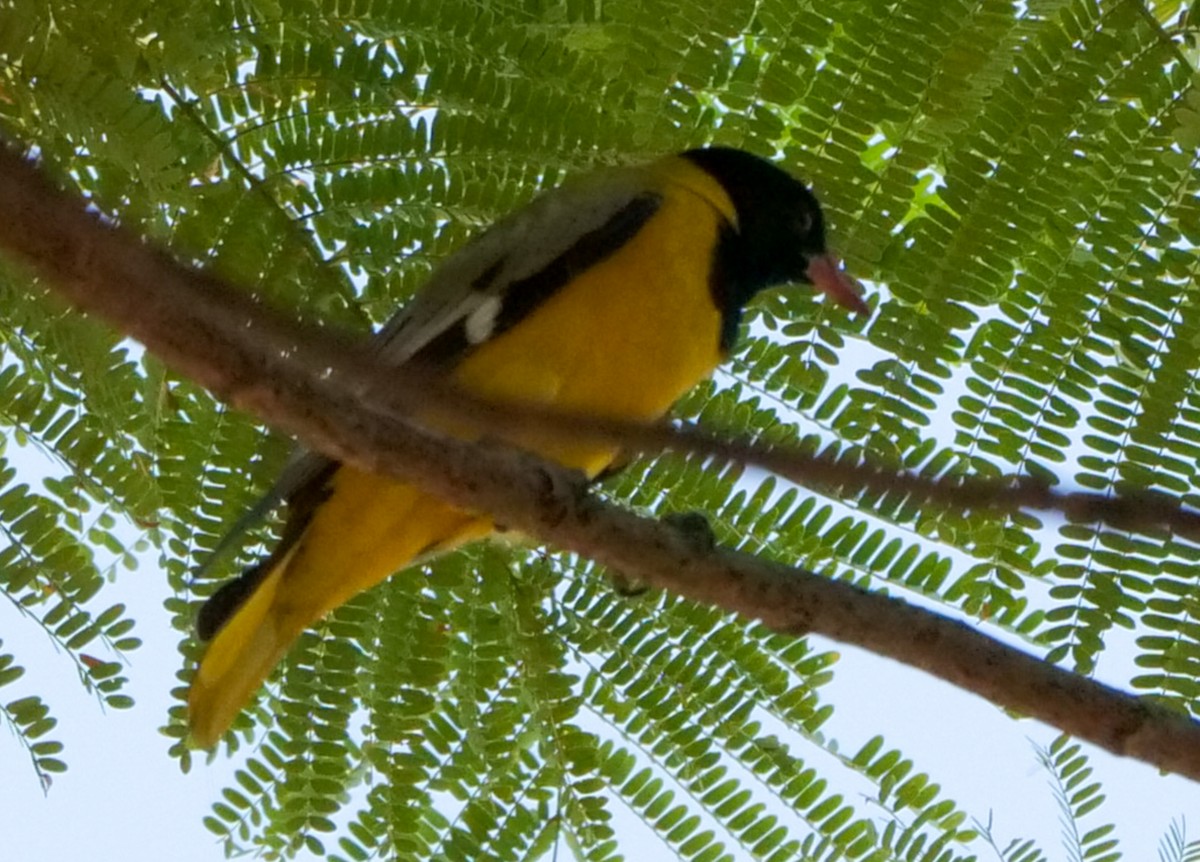 Масковая иволга - ML646062829