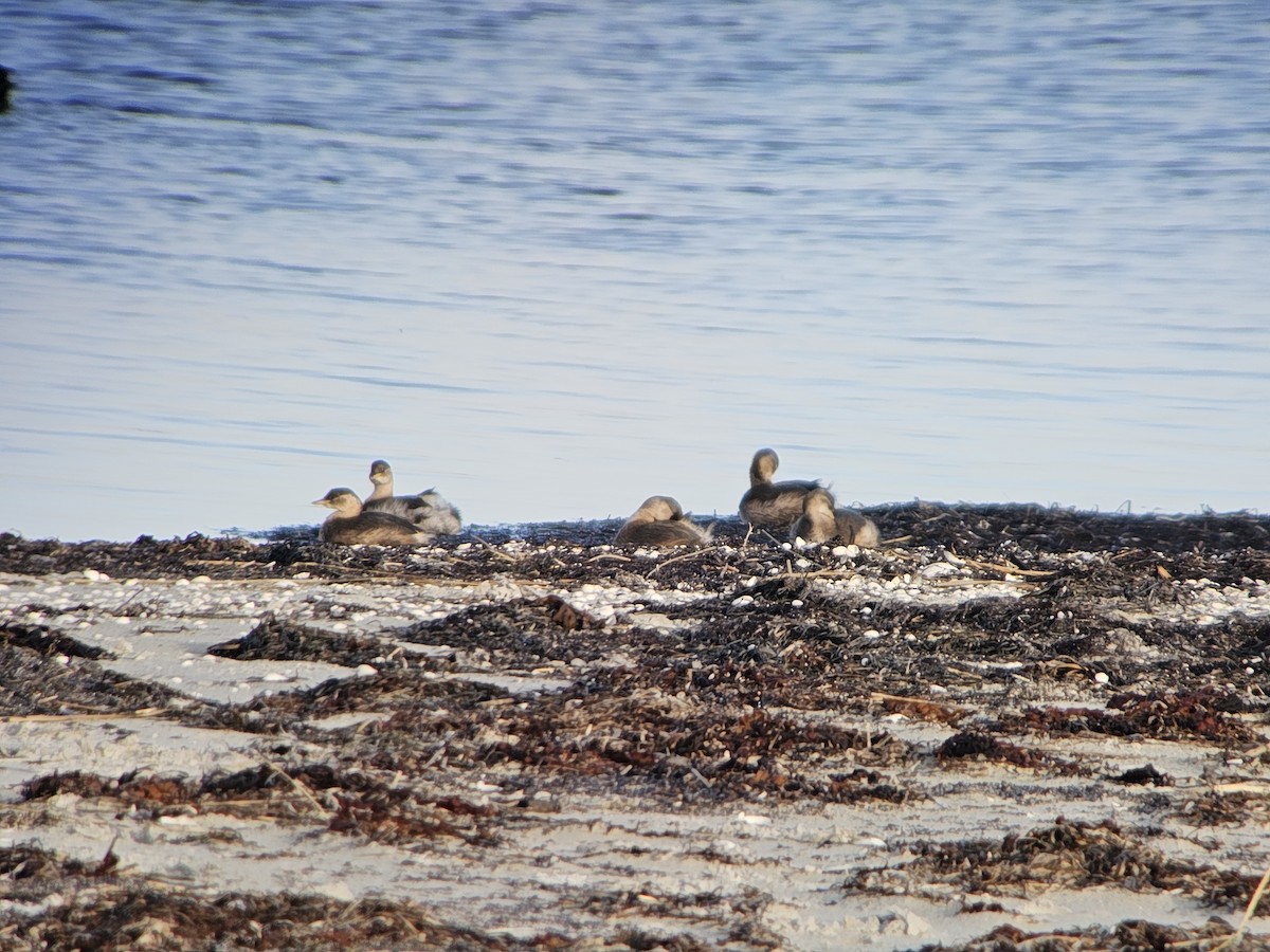 Little Grebe (Little) - ML646062834
