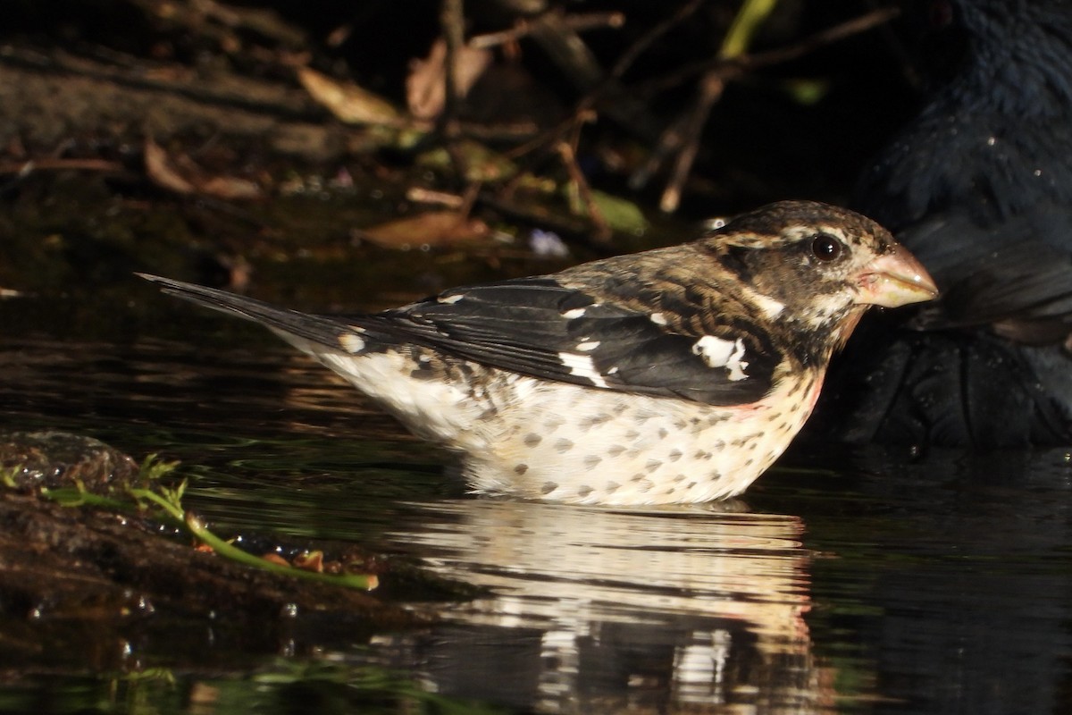 Rose-breasted Grosbeak - ML646062837