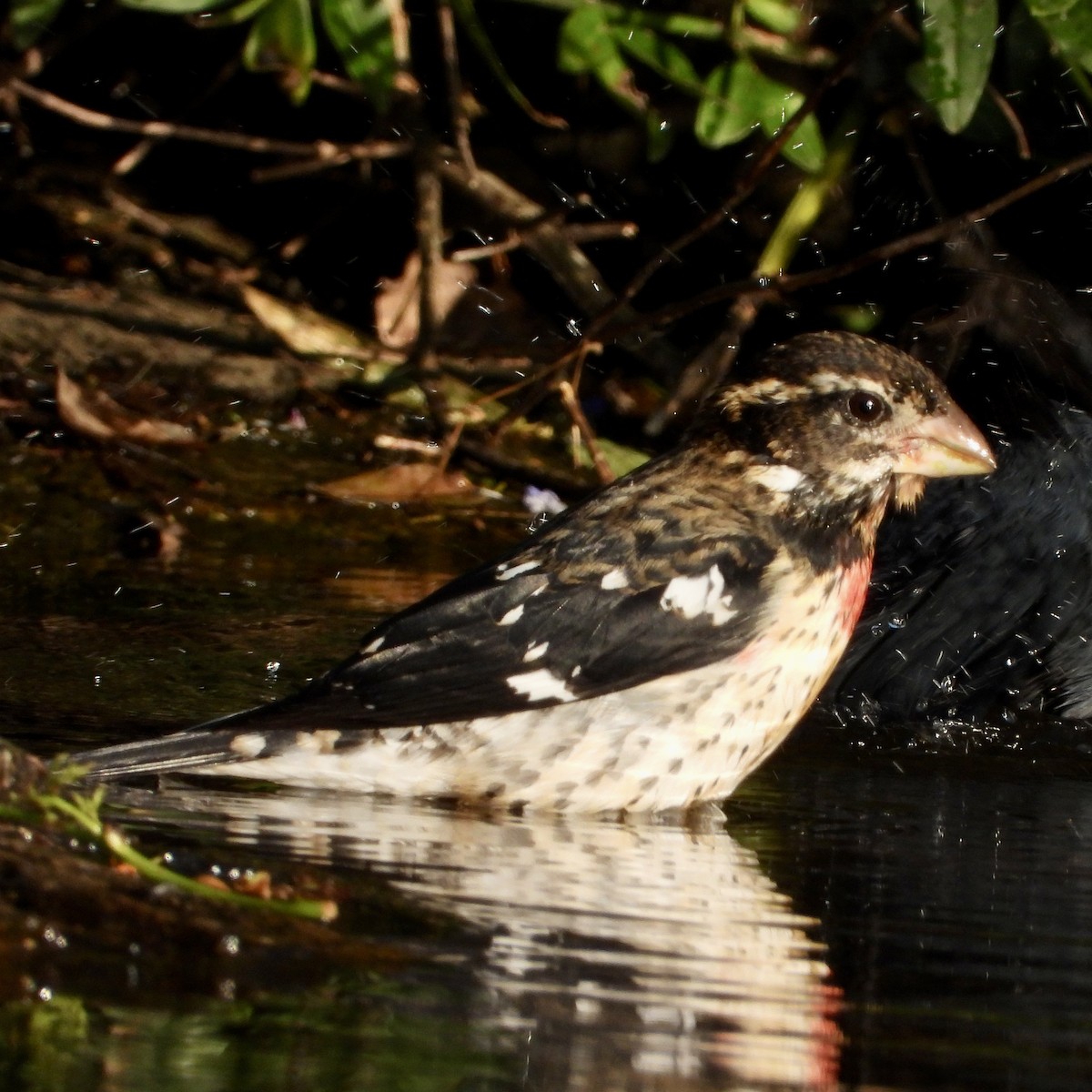 Rose-breasted Grosbeak - ML646062838