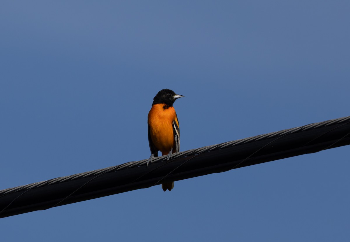 Baltimore Oriole - ML646062840