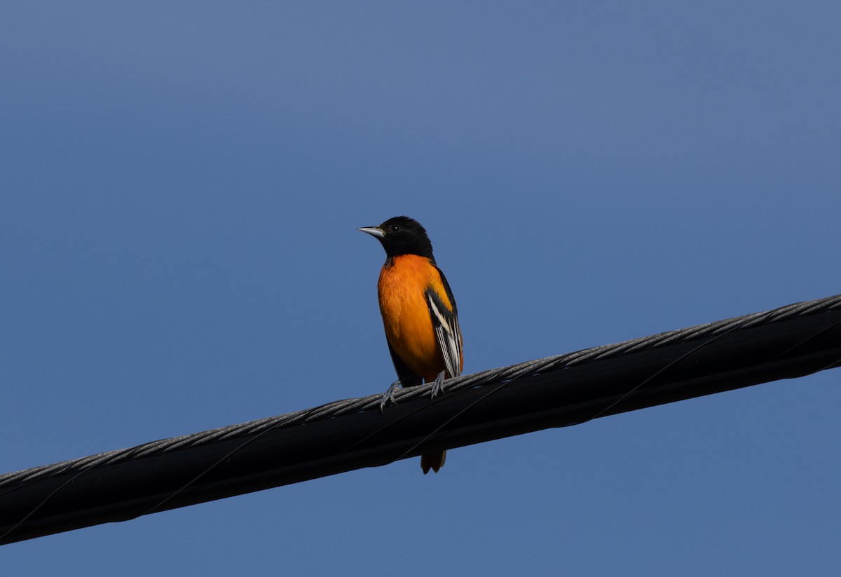 Baltimore Oriole - ML646062841