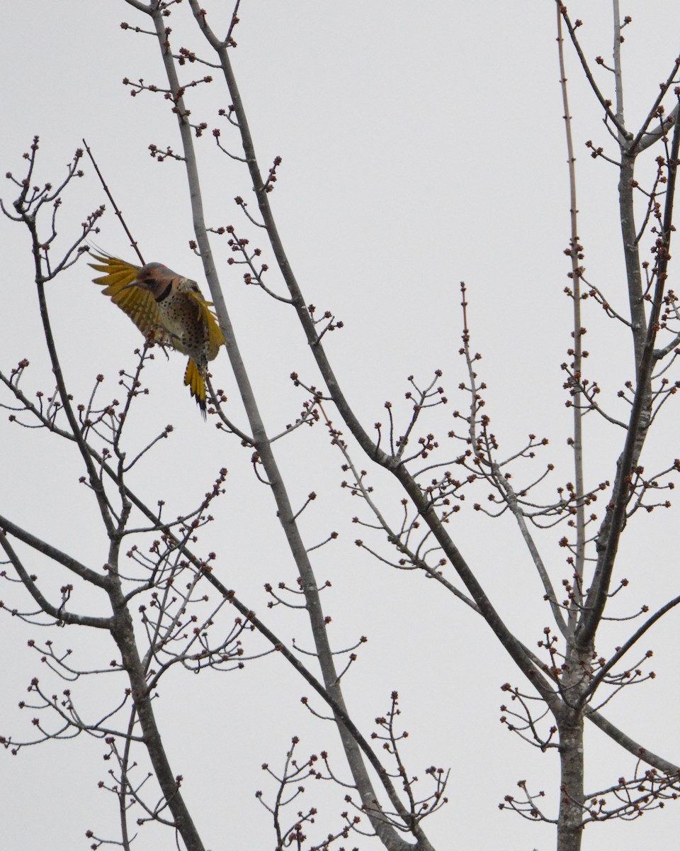 Northern Flicker - ML646062842