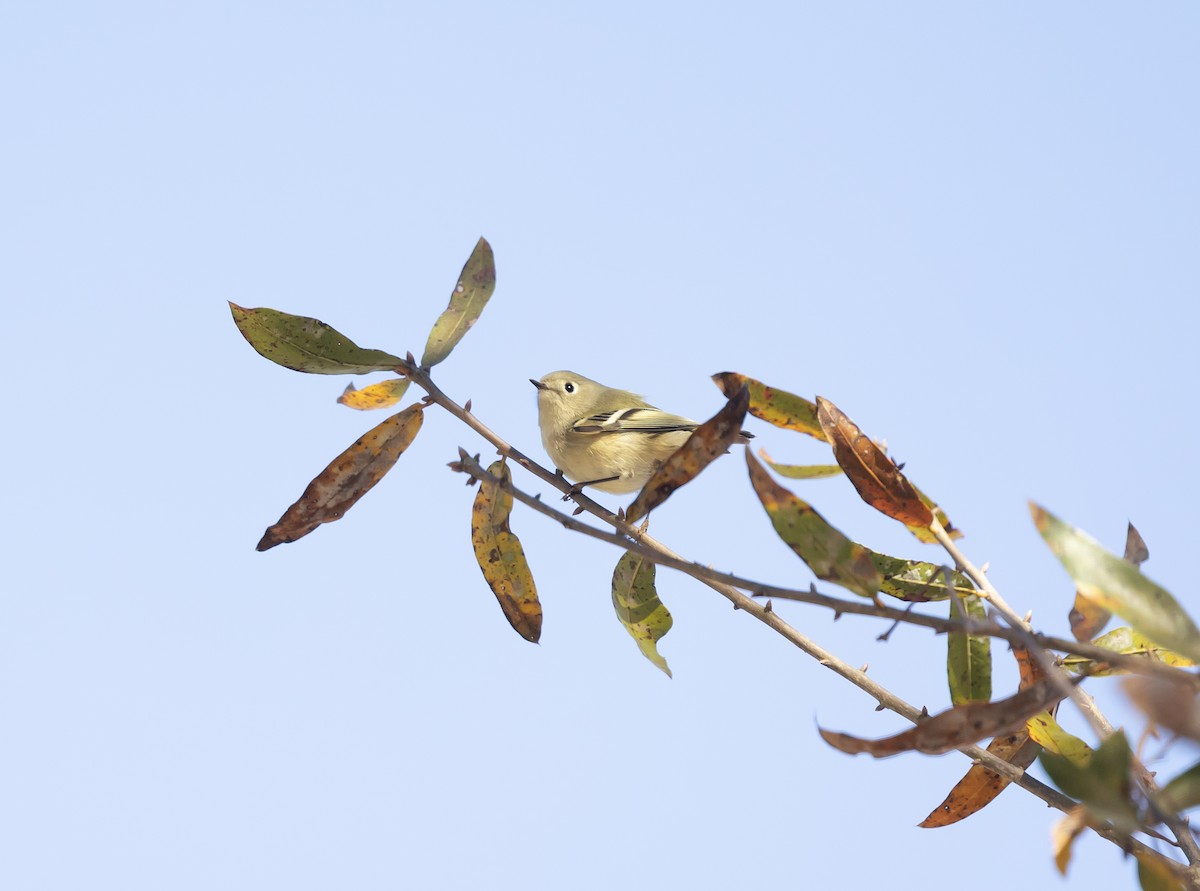 Reyezuelo Rubí - ML646062849